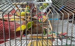 Budgerigars birds for sale: Lutino and Albino red eyes factor Young budgies - Image 4