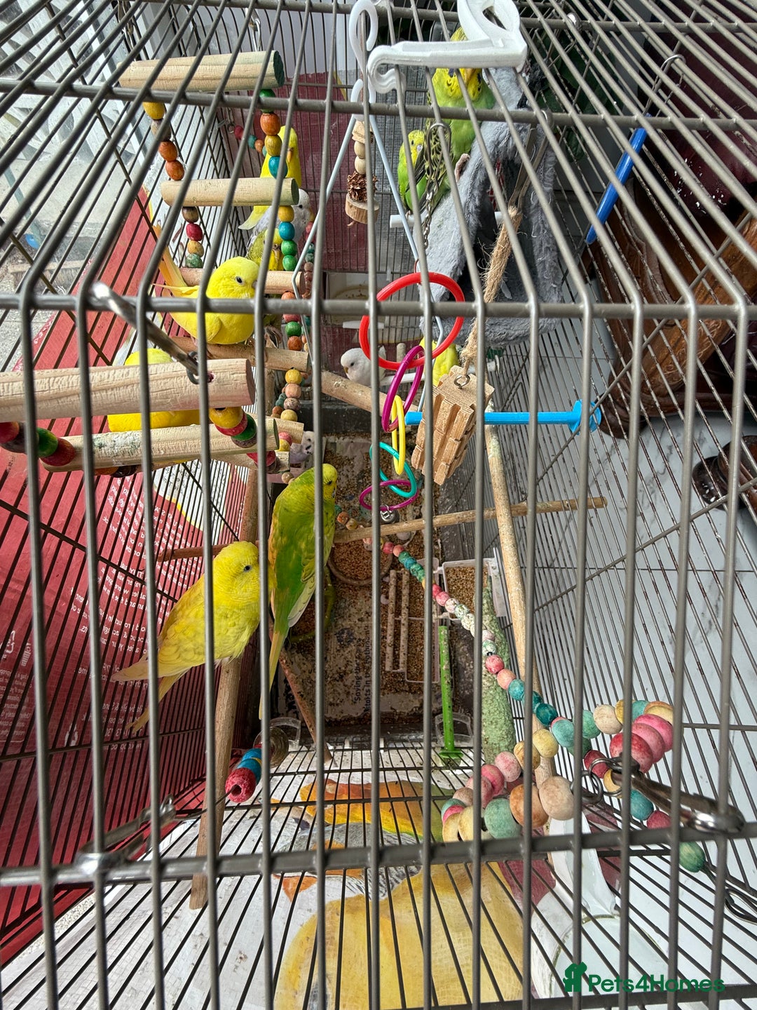Budgerigars birds for sale: Lutino and Albino red eyes factor Young budgies - Image 4