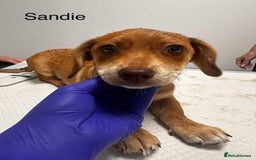 Mixed Breed dogs for adoption: Sandie - for adoption - IN FOSTER IN DONCASTER - Image 3
