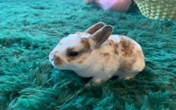 Rex rabbits for sale: Pure bred mini Rex  - Image 6