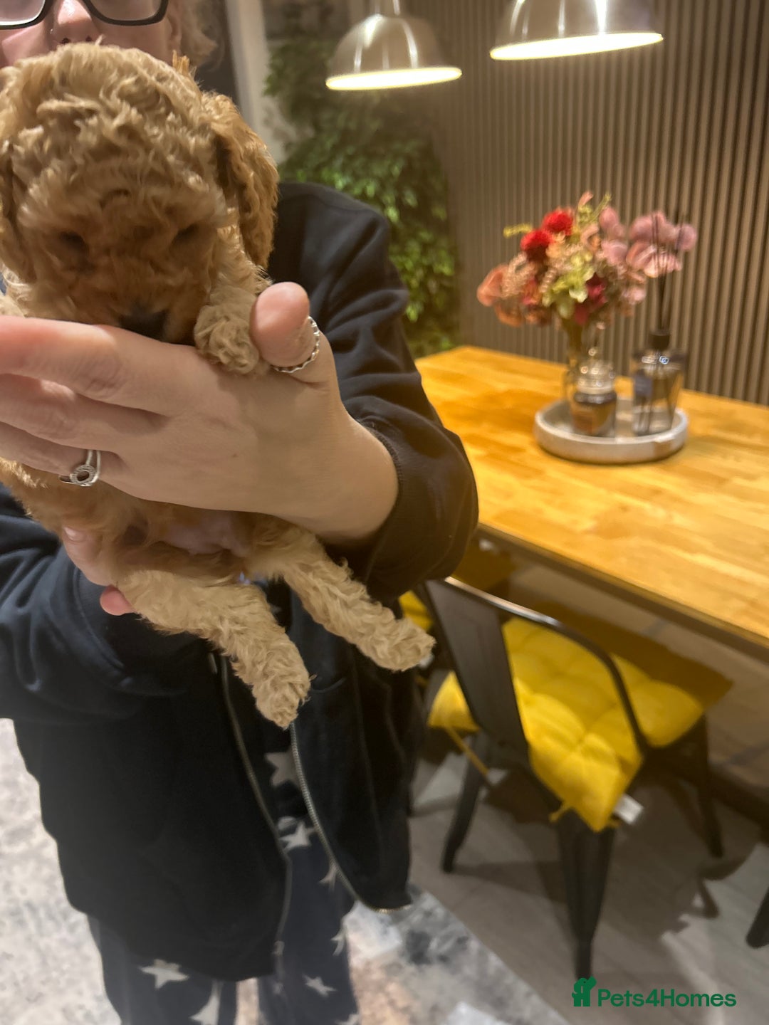 Toy Poodle dogs for sale: Stunning KC reg toy poodles  - Image 8