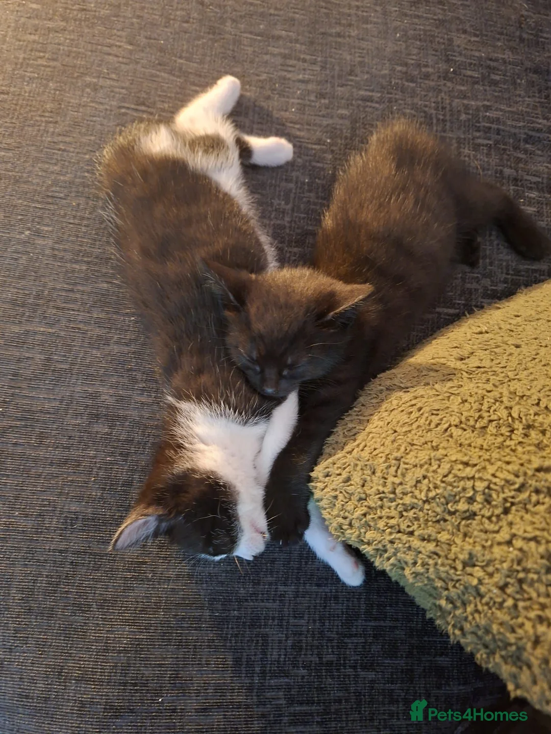 Mixed Breed cats for sale: Beautiful black and white kitty. Available now - Advert 5