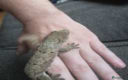 Gecko reptiles for sale: Breeding pair chahoua gecko  - Image 7