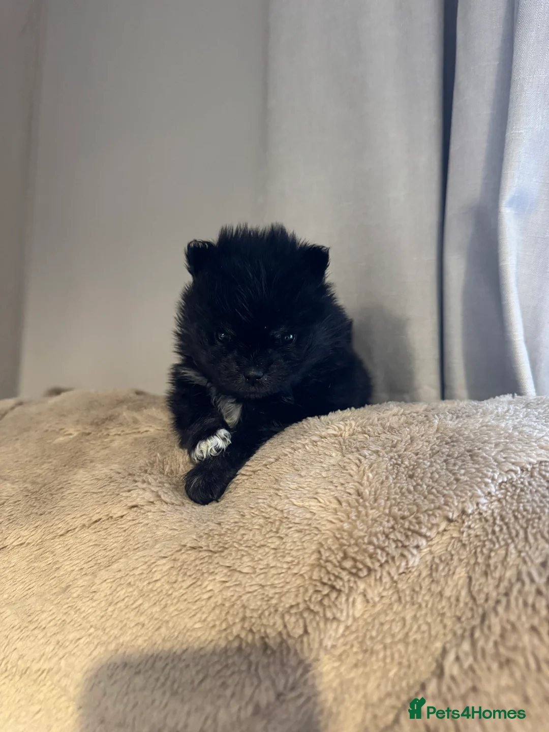 Pomeranian dogs for sale: 1 black and tan female - Advert 2