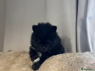 Pomeranian dogs 1 black and white chest female - Advert 1