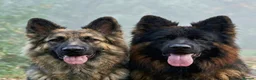 German Shepherd dogs for sale: Long haired German shepherd puppies  in Stoke-on-Trent - Advert 7