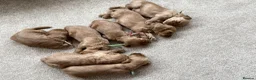Cockapoo dogs for sale: Cockapoo puppies 3 Girls available  - Advert 23