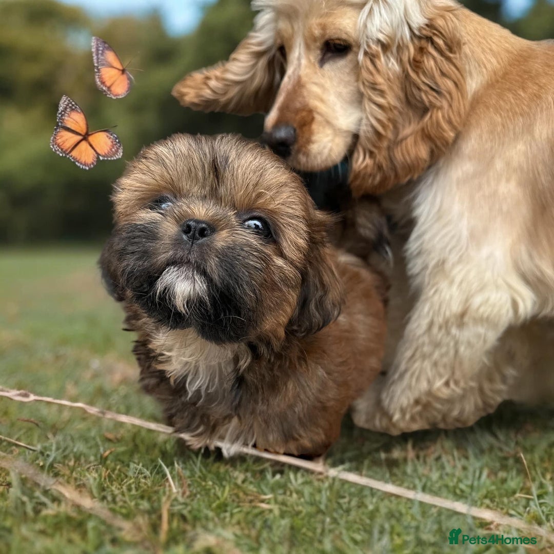 Cocker Spaniel dogs for sale: Adult kc reg show cockers  - Advert 2