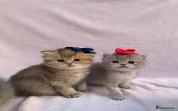 British Shorthair cats for sale: 💕Pedigree GCCF blue golden British shorthair - Image 8