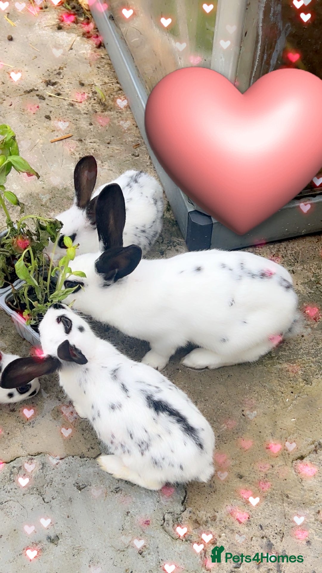English Spot rabbits for sale: 🐰Beautiful Rabbits Available to Loving Homes🐰 - Advert 9