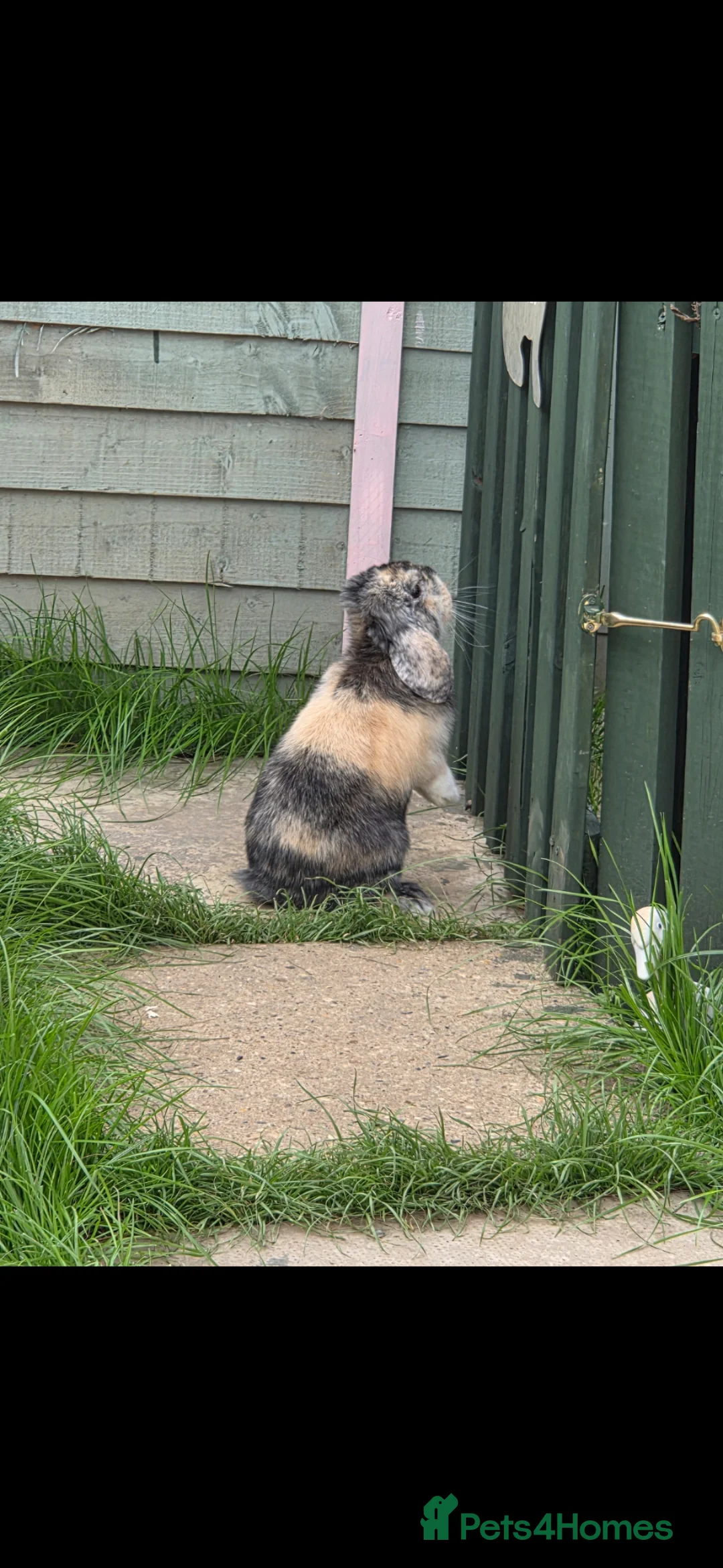 Mini Lop rabbits for sale: Female minilop lop - Advert 2