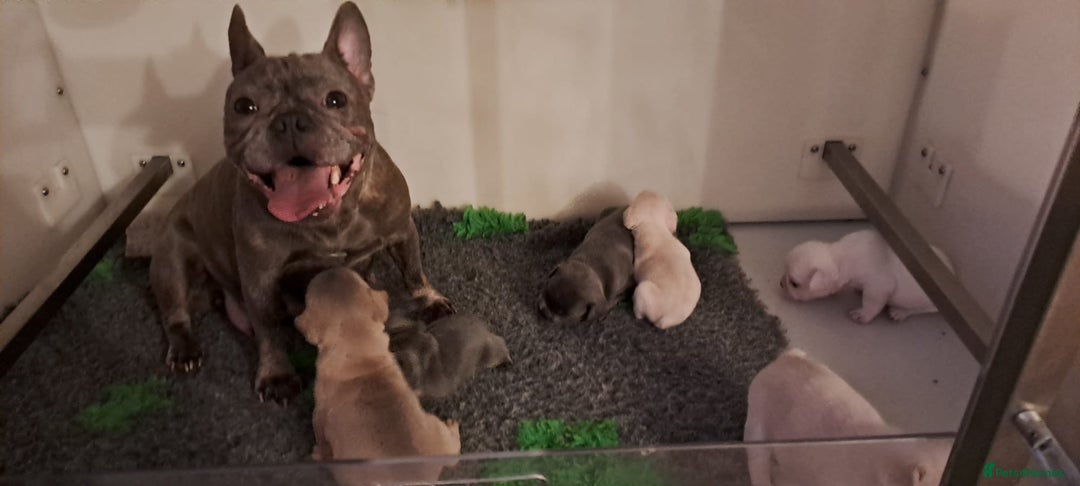 French Bulldog dogs for sale: Chunky french bulldog - Image 23