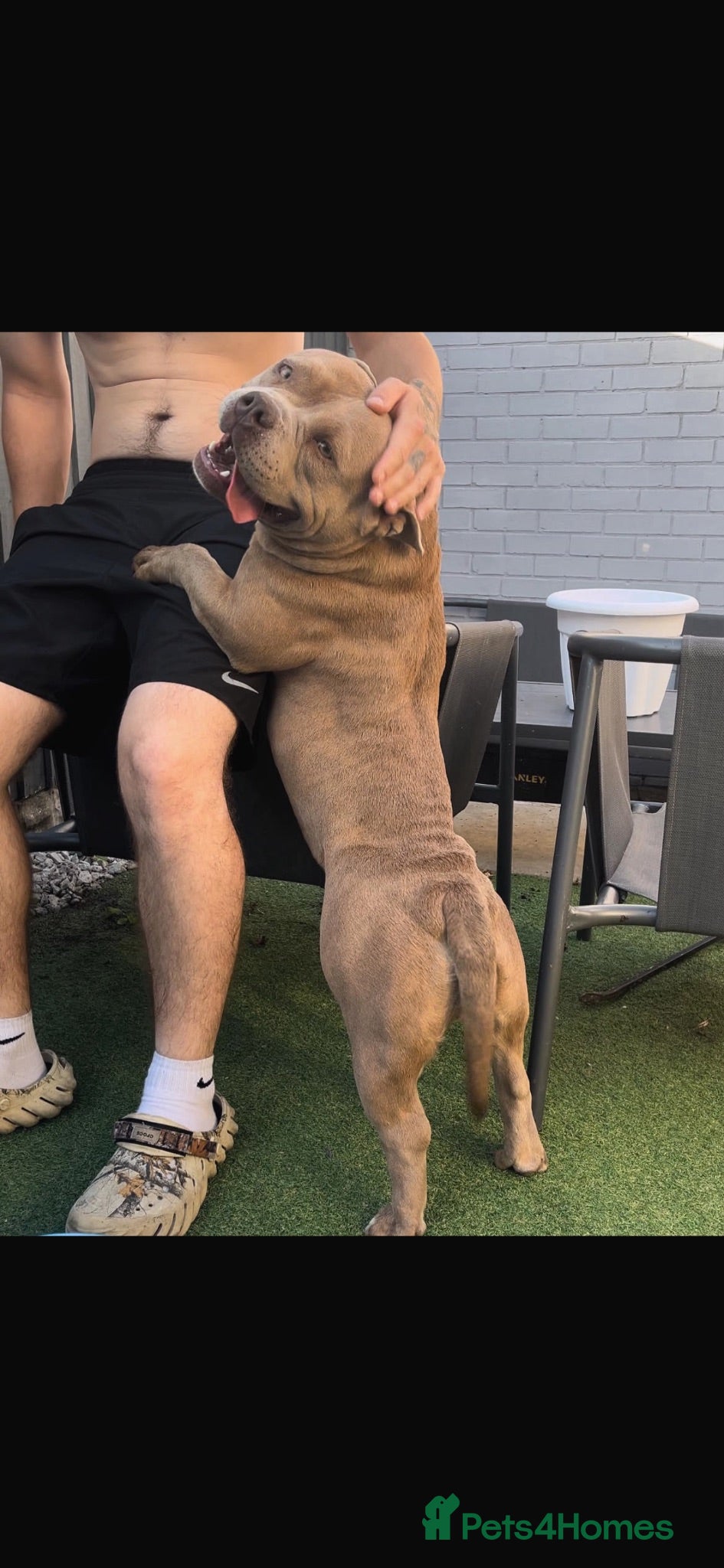 American Bully dogs Pocket bully female - Advert 18