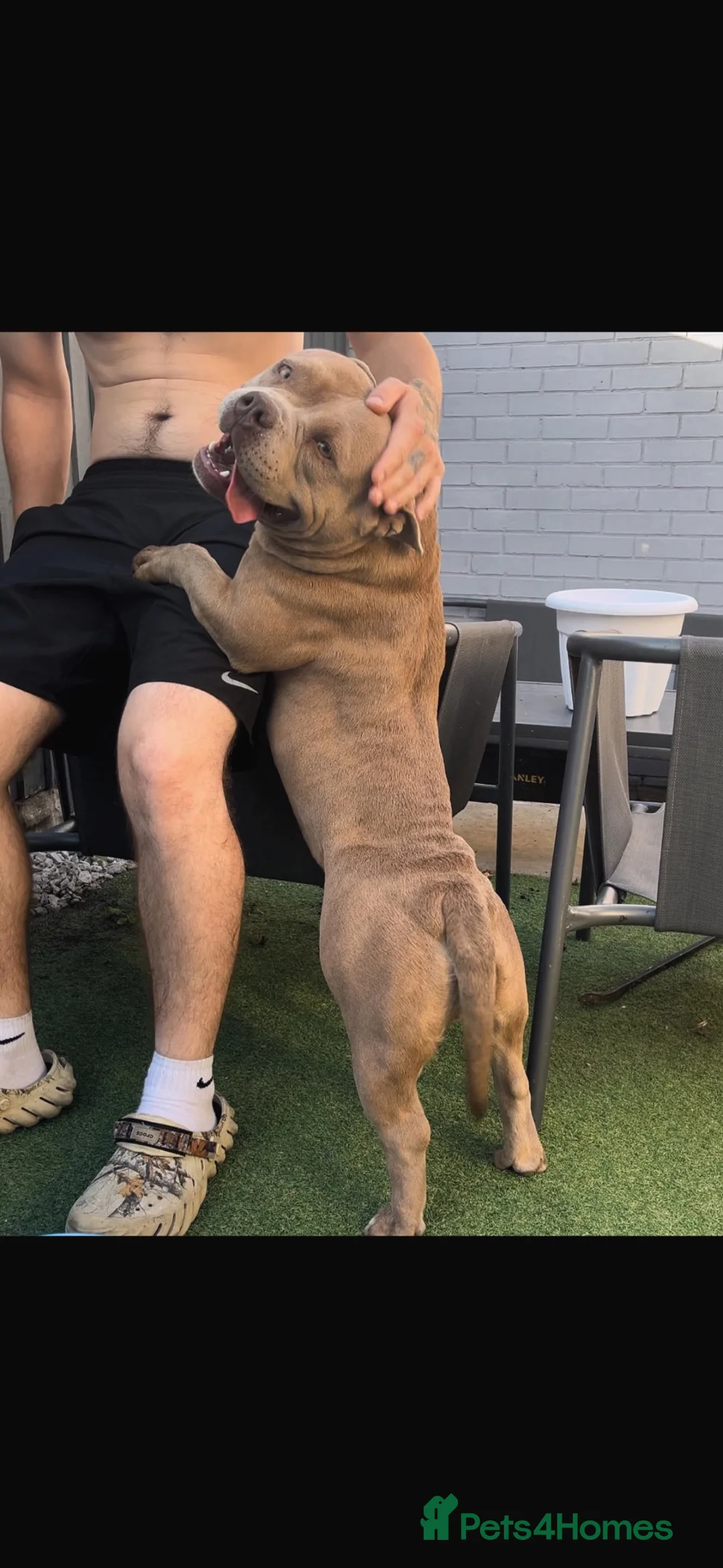 American Bully dogs for sale: Pocket bully female - Advert 1
