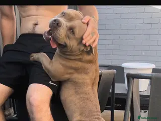 American Bully dogs Pocket bully female - Advert 10