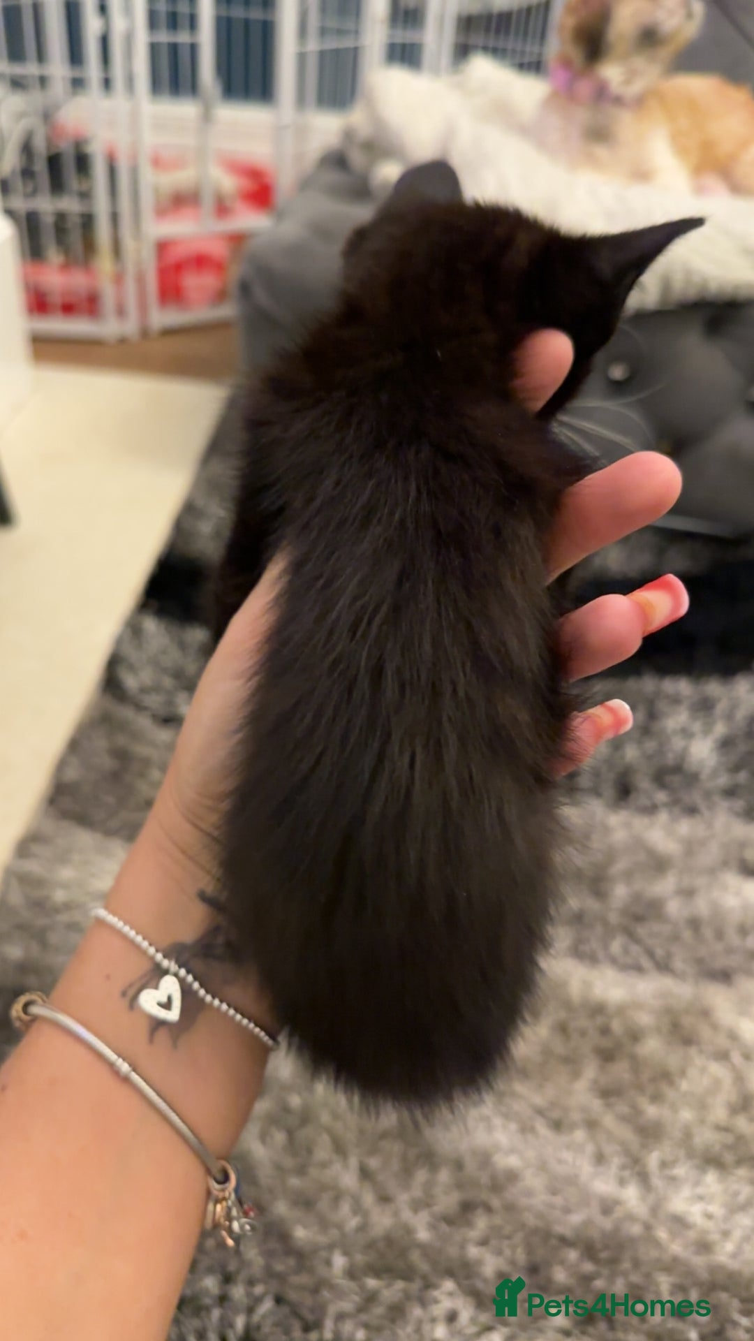 Domestic Shorthair cats for sale: Beautiful mix of kittens  - Advert 15