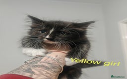Mixed Breed cats for sale: Beautyfull fluffy kittens ragcoon - tuxedo cross  - Image 15