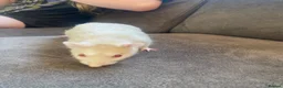Rat rodents for sale: 2 albino rats  - Advert 5