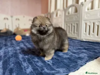 Pomeranian dogs Teddy Face Poms Puppies European Champion Lines - Advert 10
