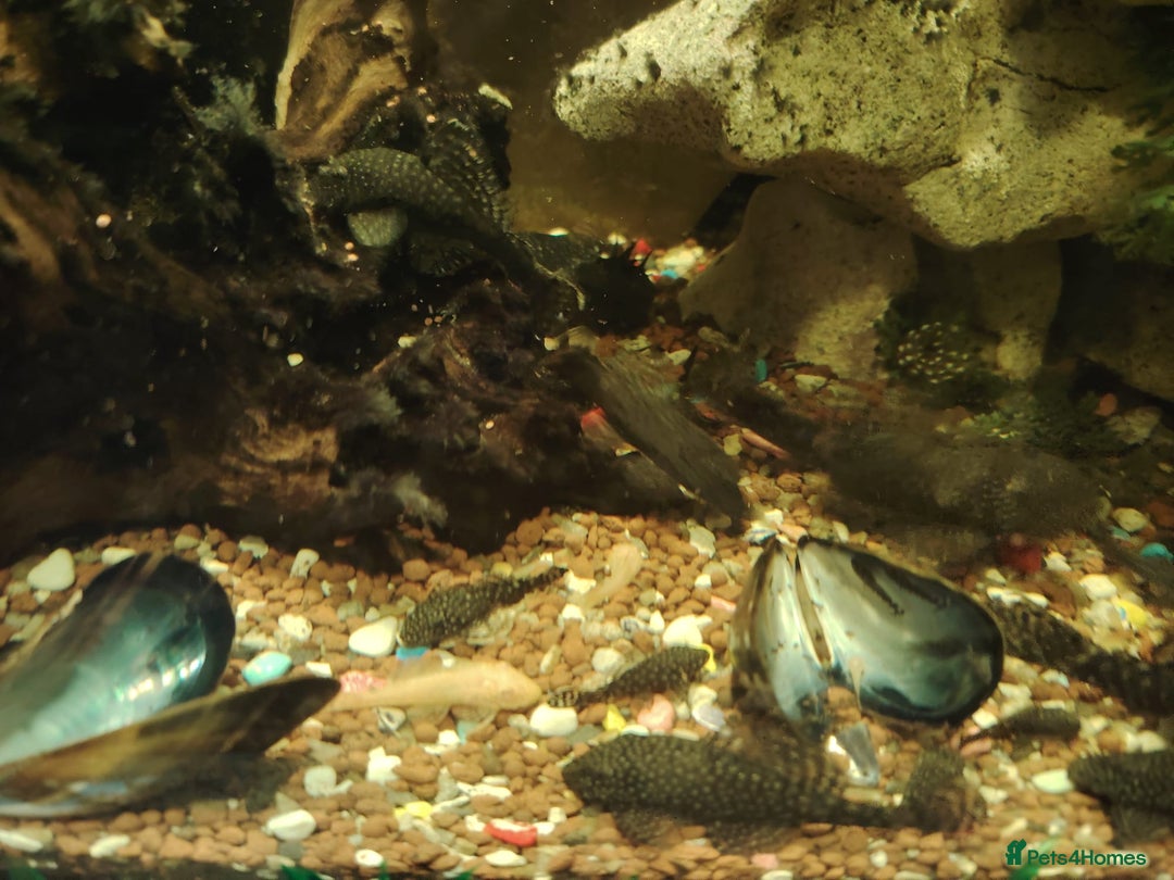 Plecos fish for sale: Plecos - Advert 4