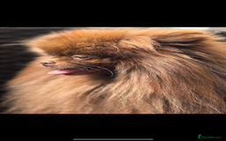 Pomeranian dogs for stud: Amazing Teddy bear chocolate boy for stud 🥰 - Image 3