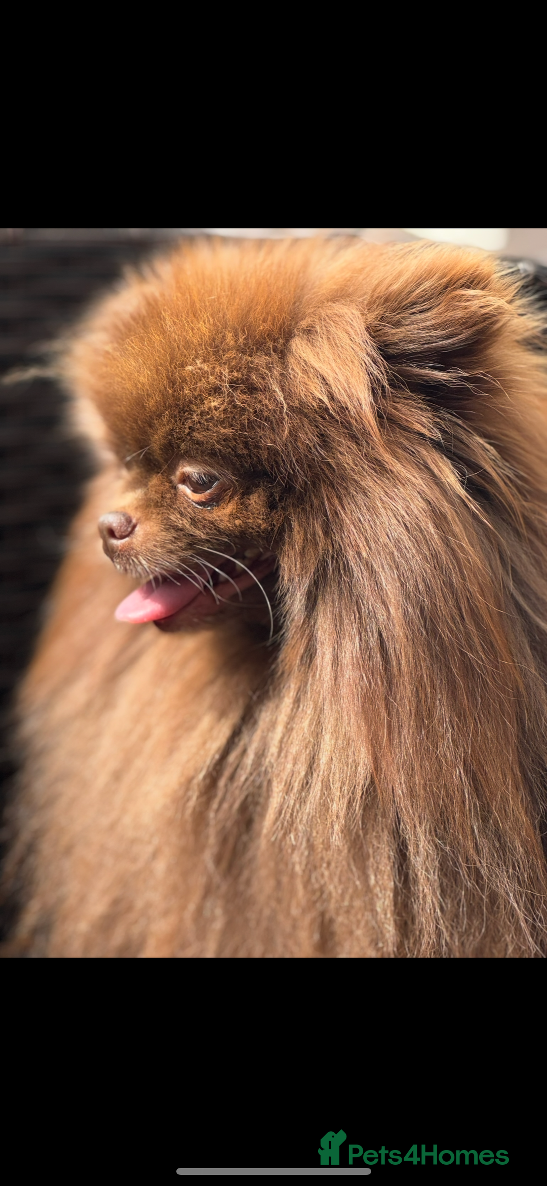 Pomeranian dogs for stud: Amazing Teddy bear chocolate boy for stud 🥰 - Image 3