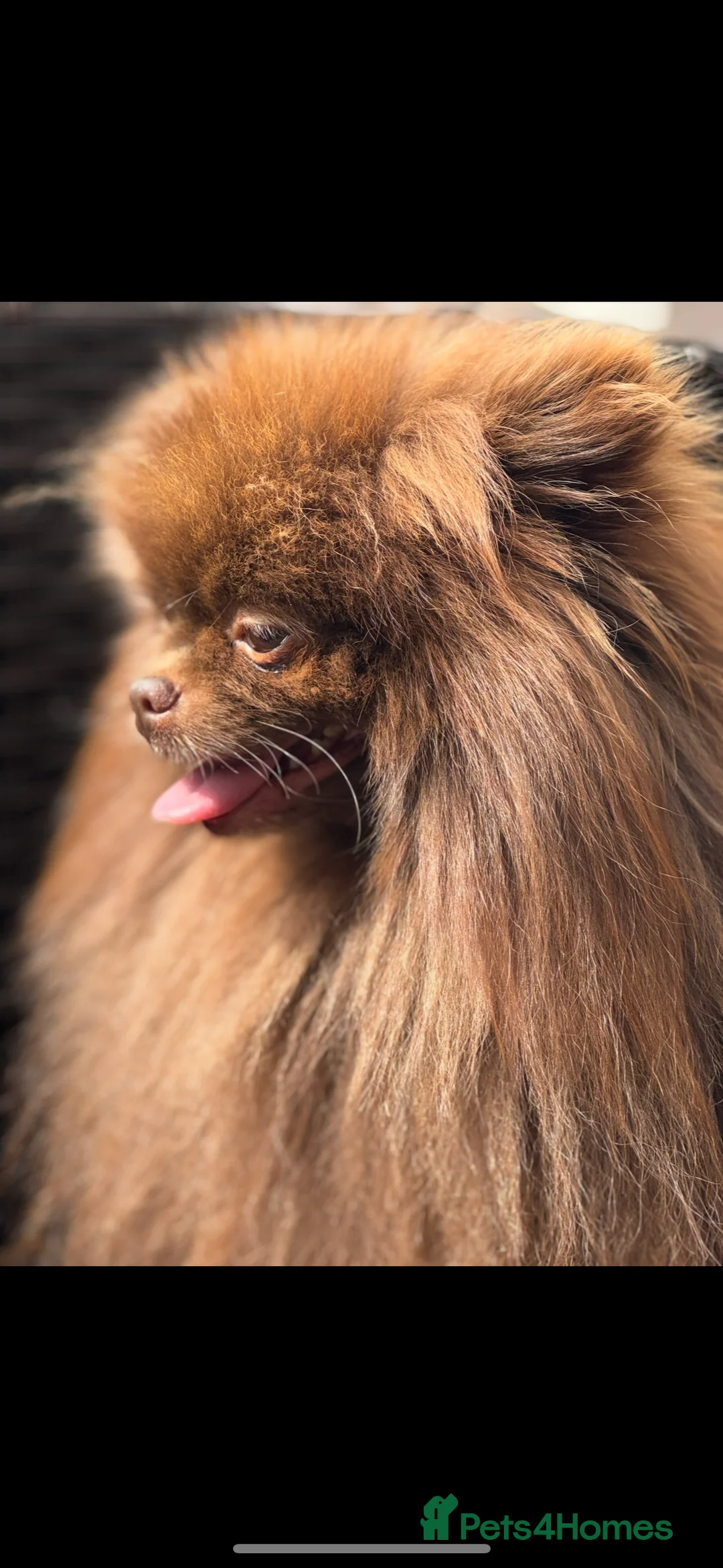 Pomeranian dogs for stud: Amazing Teddy bear chocolate boy for stud 🥰 - Advert 3