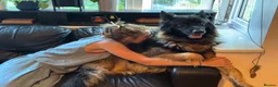 German Shepherd dogs for stud: Family German Shepherd Stud London - Advert 10