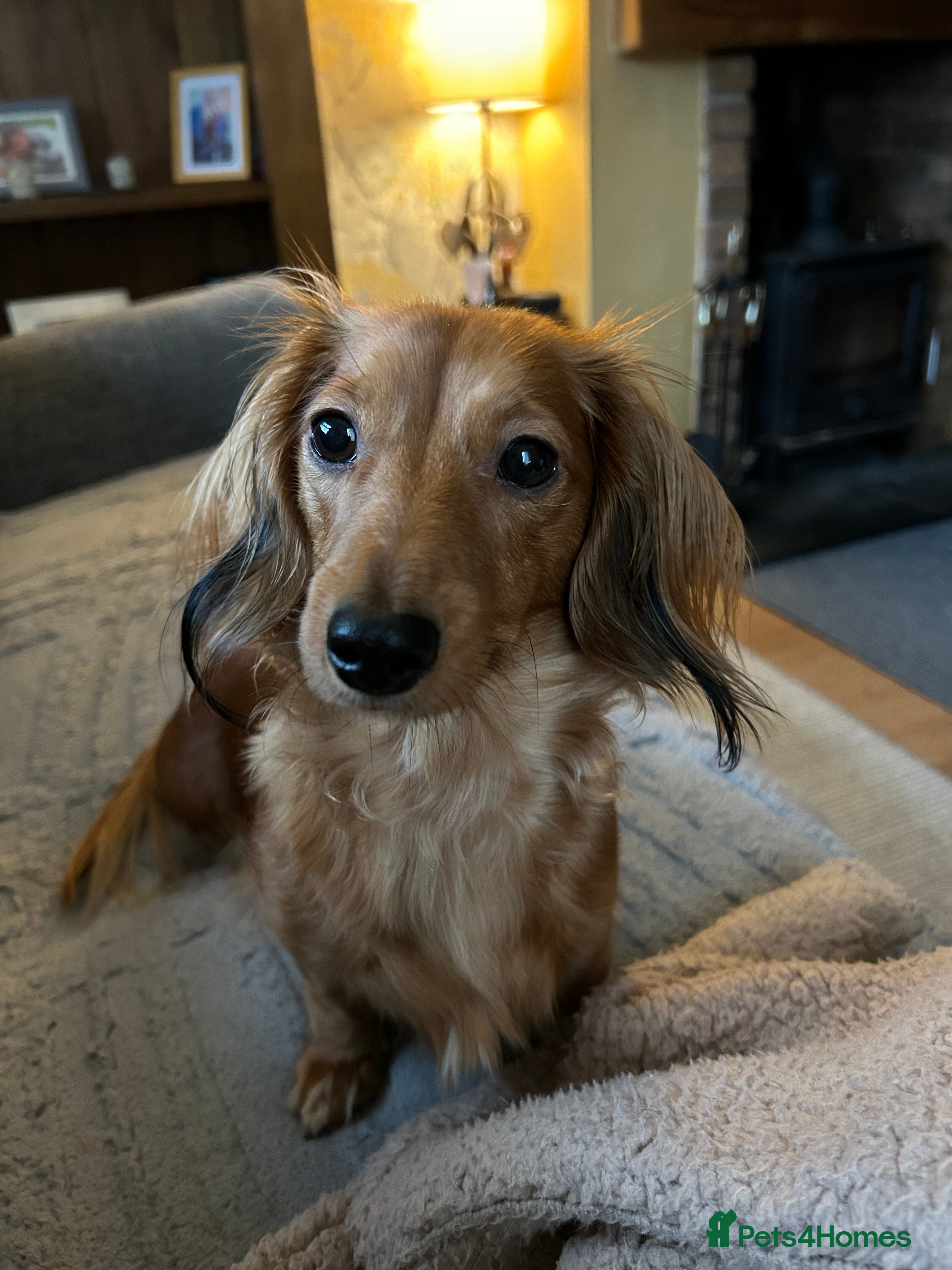 Miniature Dachshund dogs Miniature long haired dachshund  - Advert 12