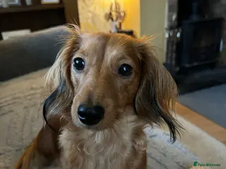 Miniature Dachshund dogs Miniature long haired dachshund - Advert 2