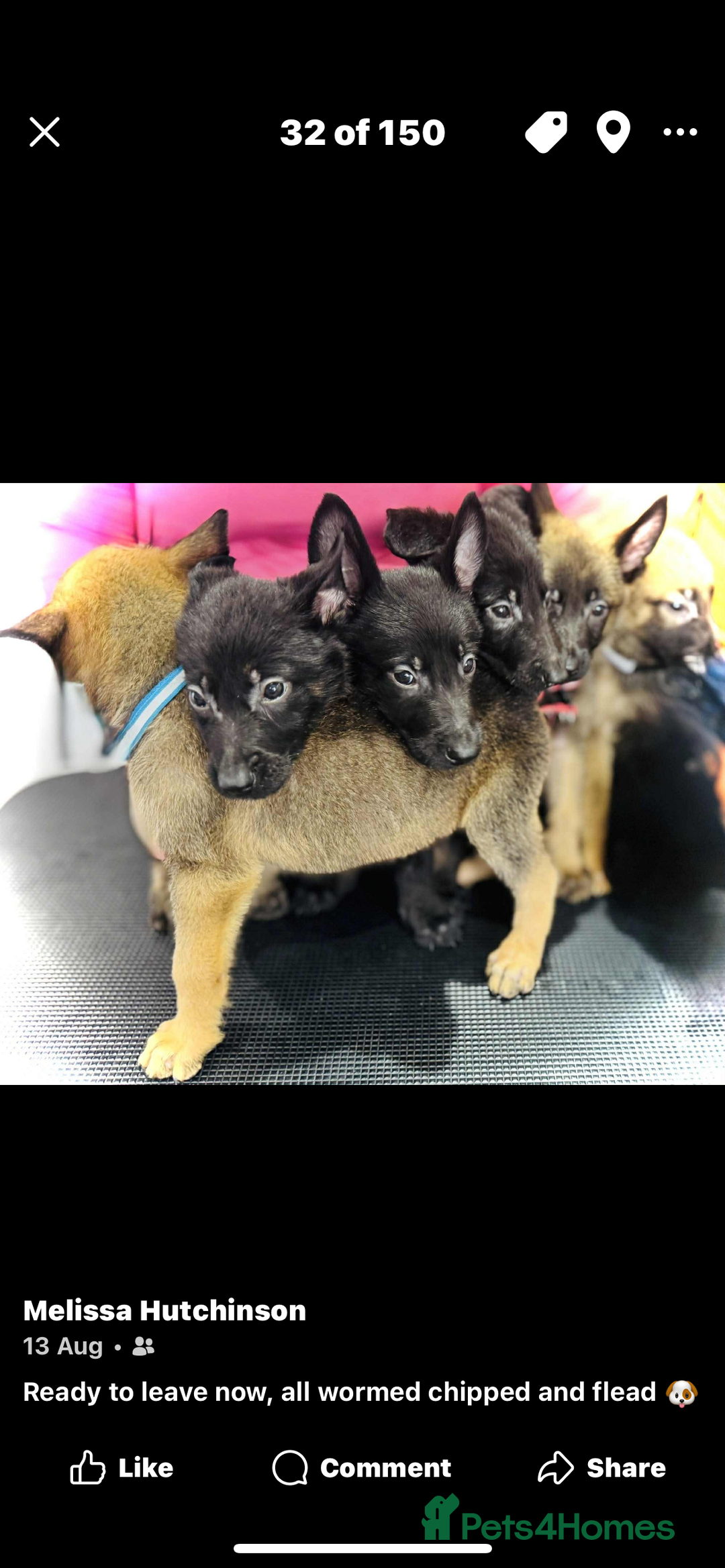 German Shepherd dogs for sale: German X Czech shepherd puppies - Image 9