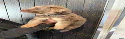 German Shepherd dogs for sale: Only one boy available Isabella German shepherd  - Advert 3
