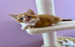 Mixed Breed cats for sale: READ INFO, 8 beautiful ginger kittens. - Image 2