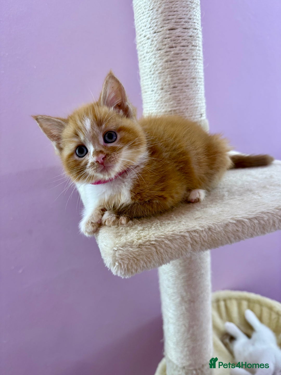 Mixed Breed cats for sale: READ INFO, 8 beautiful ginger kittens. - Image 2