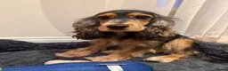Cocker Spaniel dogs for sale: Show cocker spaniel in London  in London - Advert 1