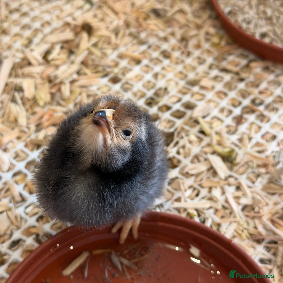 Chickens poultry for sale: Vorwerk chickens  - Advert 2