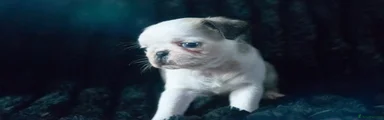 Pug 5