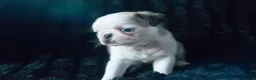 Pug dogs for sale: Beautiful and rare purebred puppies - Advert 5