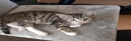 Mixed Breed cats for sale: Kittens ready for their forever homes tabby bengal - Advert 17