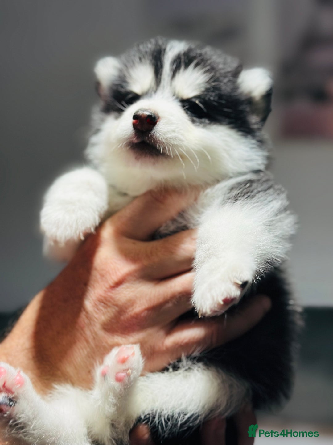Pomsky dogs for sale: Pomsky Puppy - Image 10