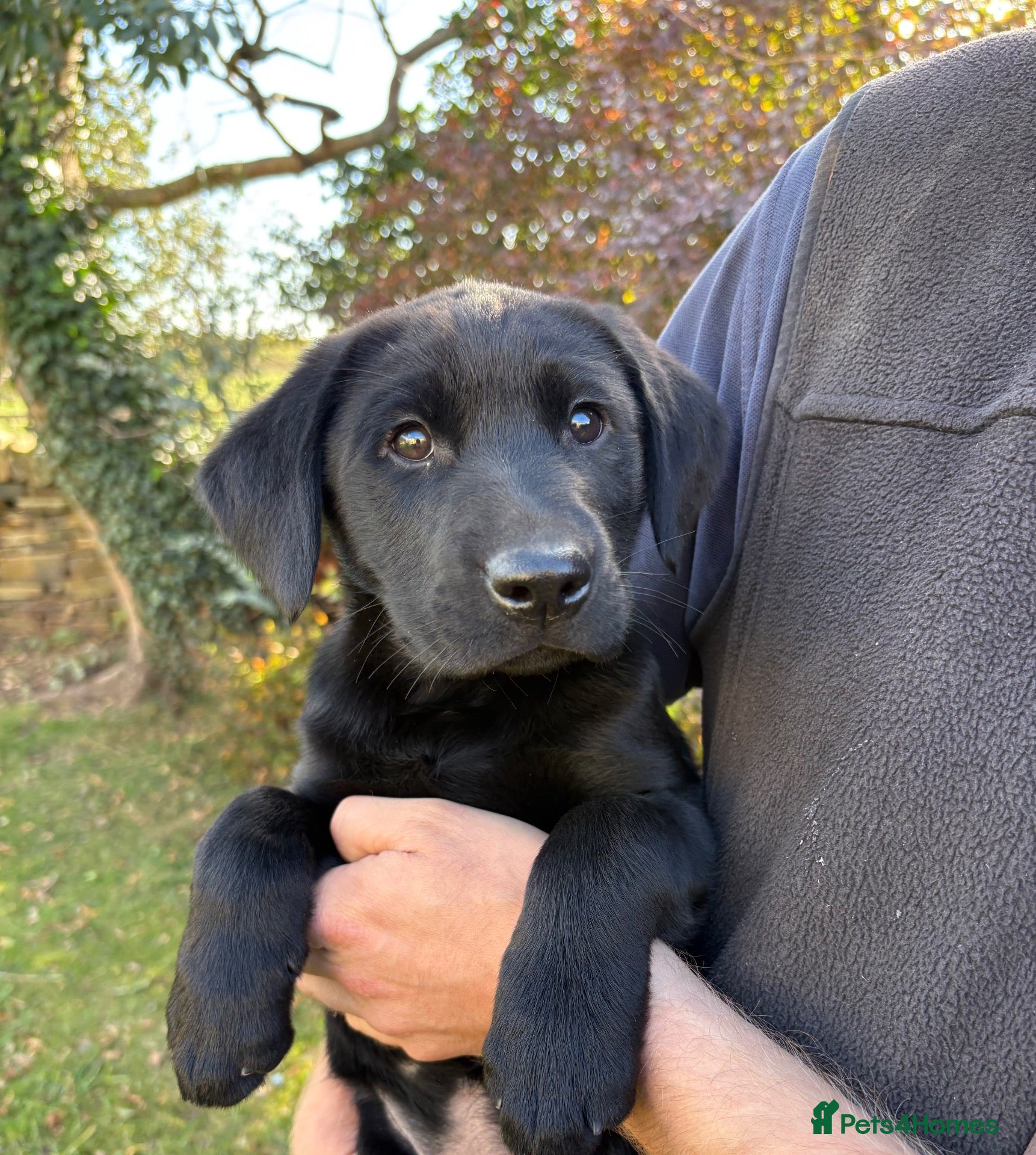 Labrador Retriever dogs for sale: Handsome Labrador dogs available  - Advert 2