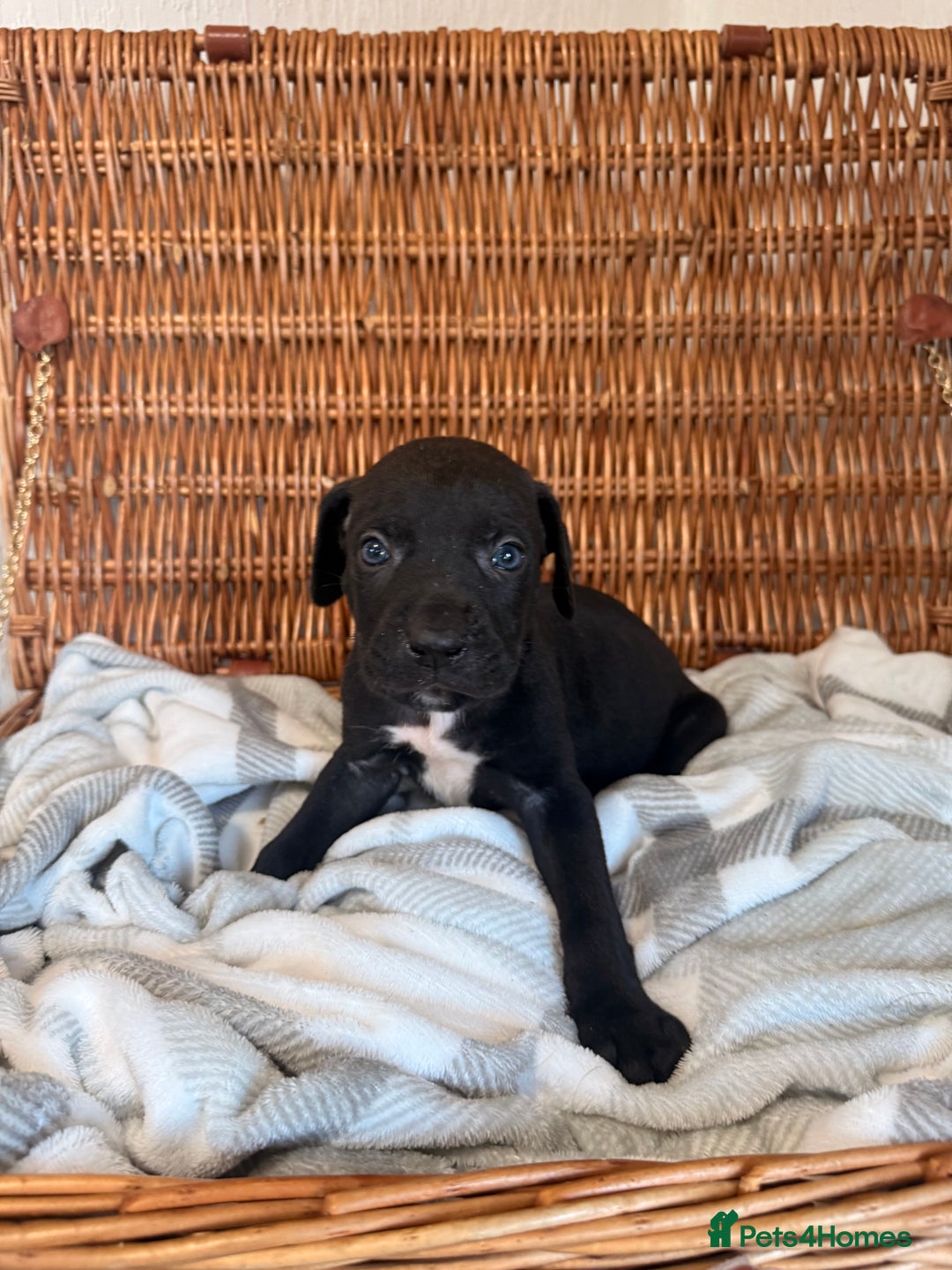 Mixed Breed dogs for sale: Came Corso X Puppies - Image 13