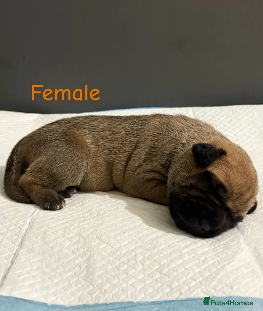 Mixed Breed dogs for sale: Stunning litter of 7 Presa Canario X Bandog - Advert 18