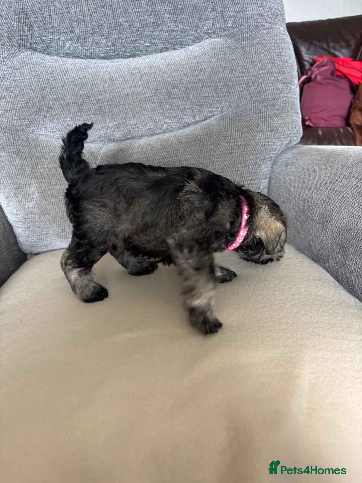 Miniature Schnauzer dogs for sale: Beautiful Miniature Schnauzers  - Advert 9