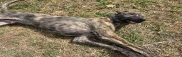 Lurcher dogs for sale: The last 2 lurcher pups.  in Skegness - Advert 3