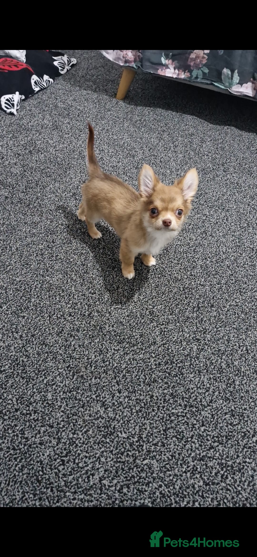 Chihuahua dogs Chihuahua puppy - Advert 3