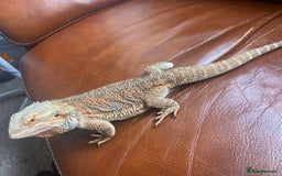Bearded Dragon reptiles for sale: Bearded Dragon for sale - Image 6
