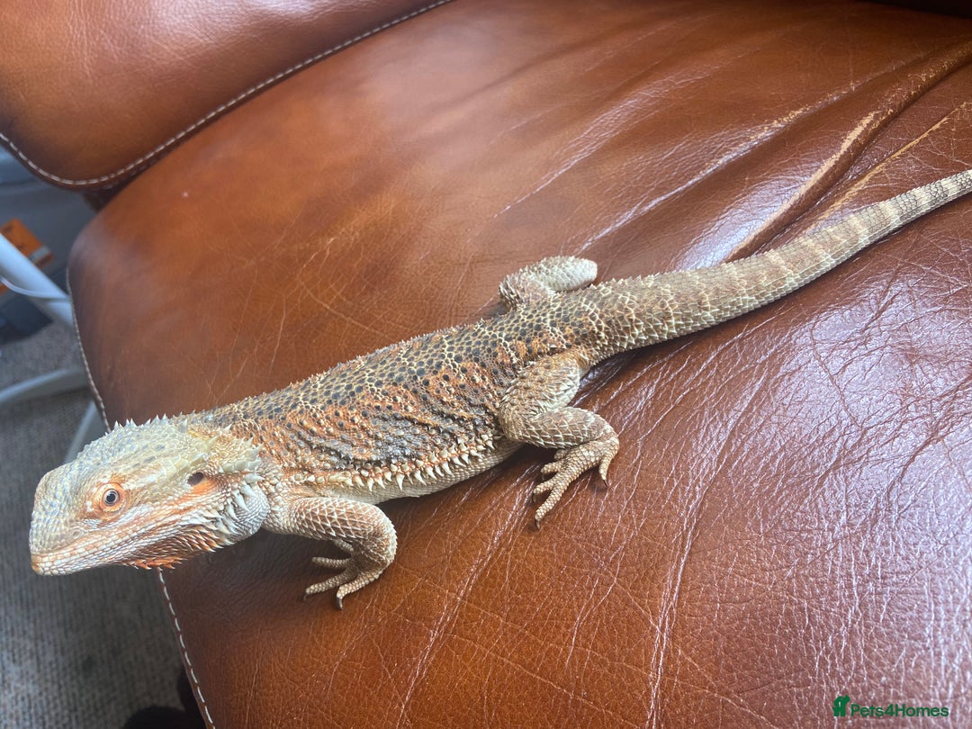 Bearded Dragon reptiles for sale: Bearded Dragon for sale - Image 6
