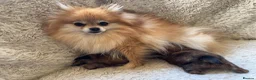Pomeranian dogs for sale: Orange sable teddy bear type Pomeranians  - Advert 20