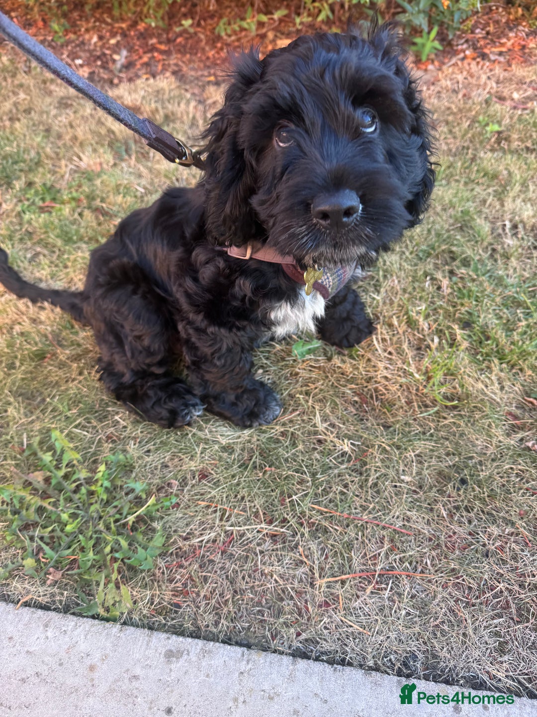 Cocker Spaniel dogs for sale: Buddy the cocker - Image 3